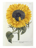 Sun Flower