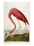 Flamingo Drinking at Water's Edge