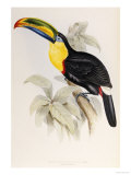 A Monograph of the Ramphastidae or Family of Toucans  1834