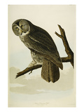 Great Cinereous Owl