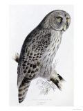 The Birds of Great Britain  Published 1862-1873