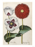 Poppies  17th Century