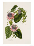 Passion Flowers  circa 1796-1799