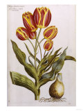 Tulips  17th Century