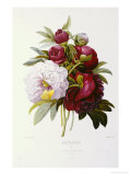 Peonies