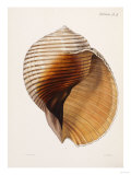 Concholigia Iconica  1843-1878