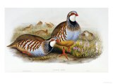Red Legged Partridges (Caccabis Rubra)