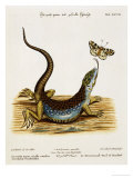 Lizard Chasing a Butterfly