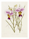 The Orchid Album Plate 475