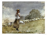 Tending Sheep  Houghton Farm