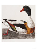 Hand Colored Engraving of a Duck  1766