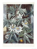 Passion Flowers