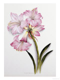 Amaryllis Belladonna  circa 1910