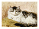 A Cat  1893