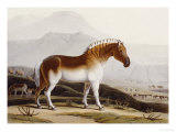 The Quakah  Aquatint from "African Scenery and Animals"
