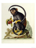 A Little Black Monkey Brought from the West Indies by Commodore Fitzroy Lee