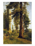 California Redwoods