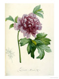 Hand Colored Engraving of a Peony  1812-1814