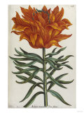 Lilium  17th Century