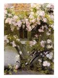 Climbing Roses  1912