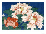 Three Stems of Peonies on a Blue Background  1857
