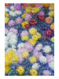 Chrysanthemums  1897