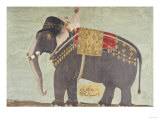 Portrait of the Elephant 