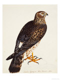 Falco Pygargus  Hen-Harrier  Fem