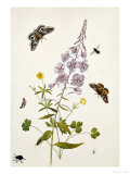 Rosebay Willowherb and Buttercups with Butterflies