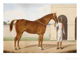 Jeremy Jumps  a Chestnut Stallion