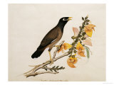 A Minah Bird Perched on a Flowering Branch  Calcutta School  circa 1800