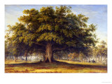 The Beggars Oak