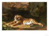 Portrait of the Royal Tiger  circa 1770