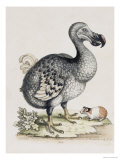 The Dodo