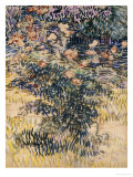 The Rose Bay  c1889
