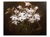 Dinrobium Orchids