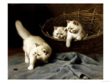 White Angora Kittens with a Beetle