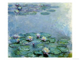 Water Lilies  Nympheas