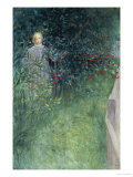In the Hawthorn Hedge