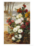 Chrysanthemums in a Walled Garden