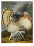 A Turkey in a Landsape