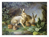 Hares and Leverets in a Rocky Lair