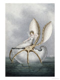 A Fairy Resting on a Shell