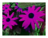 Purple Flowers