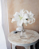 White Lilies