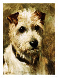Portrait of a Terrier: Darkie  1903