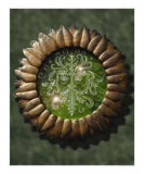 Green Man Medallion