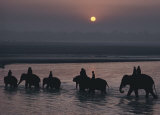 Elephants Lumber into River at Sonpur
