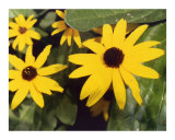 Yellow Flower