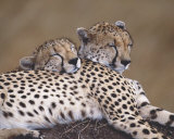 Two Leopards
